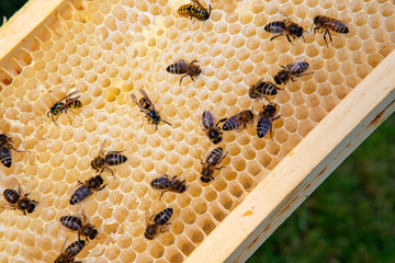 Pszczoły miodne na ramce ula