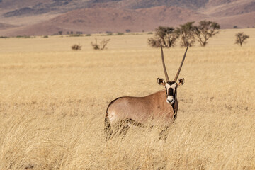Namibian desert with oryx in the foreground and sand dunes in the background Namibia