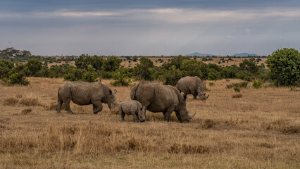 Obraz premium White Rhinoceros Ceratotherium simum Square-lipped Rhinoceros at Khama Rhino Sanctuary Kenya Africa.