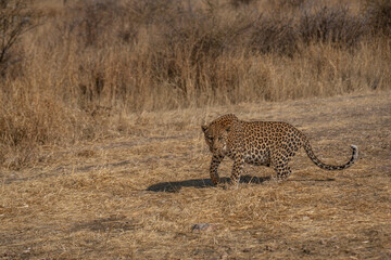 a leopard searching for prey in the grasslands of Namibia's Kalahari Desert