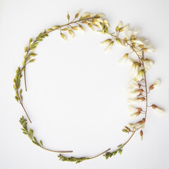Frame of buds and acacia flowers on a white background. Spring background for honey advertising.