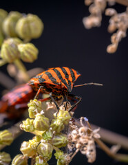 insectos en verano