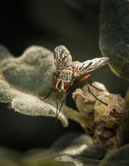 mosca