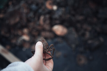 Small crab in the hand of scientist with trawl net samples in the background