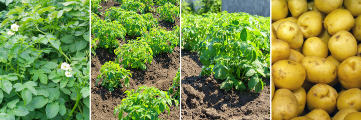 Green potato bushes planted in rows on a farm field. Set collage. Food collage. Vegetables field.