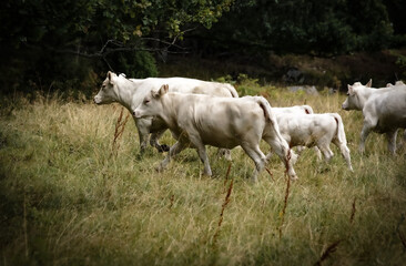 Obraz na płótnie Canvas herd of cows