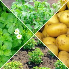 Collage potato, harvest, banner design. Agriculture. Banner. Square photo