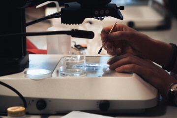 Hands of scientist working with a microscope with petri dishes and tweezers
