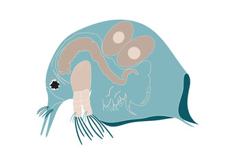 Plankton or water flea shameless vector icon. Cartoon vector icon isolated on PNG  background. 