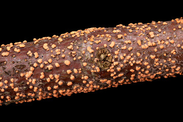 Coral spot, Nectria cinnabarina, on a branch, macro, from above, over black. Plant pathogen that...