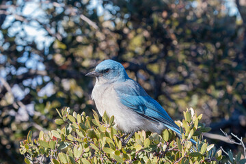 Western Scrub Jay in Arizona
