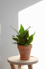 Home plant sansevieria in terracotta clay pot on wooden chair, on background white wall. Minimalism in interior