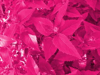 Beautiful view of large leaves of monochrome purple color. Plants painted in magenta Forest Viva. The color of 2023