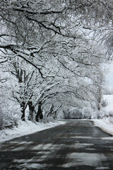 snow covered trees on the road