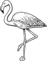 Pink hand drawn exotic animals flamingo vector illustration isolated on white background