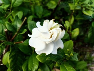 white jasmine flower. beautiful blooming flower green leaf background.