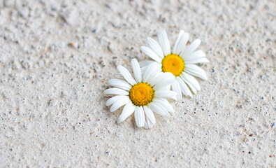 Fototapeta na wymiar There are two white daisies on a light concrete background. Copy space. Defocus