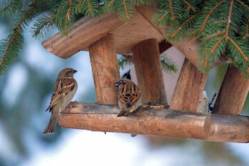 sparrows at a cold winter day at a feeder