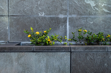 Gray Textured Wall with Green Plants and Yellow Flowers.