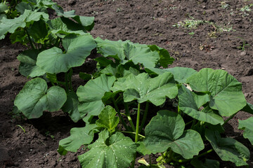 lettuce growing in the garden
