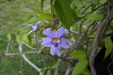 Thunbergia grandiflora is an evergreen vine in the family Acanthaceae. Manaus, Amazon - Brazil