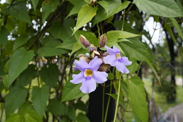 Thunbergia grandiflora is an evergreen vine in the family Acanthaceae. Manaus, Amazon - Brazil