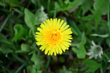 flower head of yellow dandelion on the green lawn isolated, macro