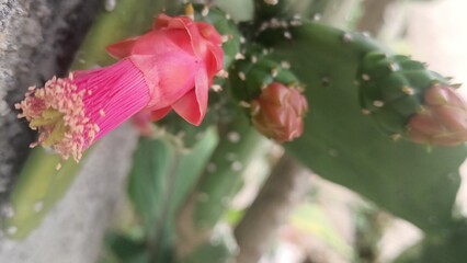 pink flower in the garden