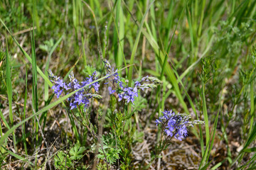group of blue flowers isolated in the green grass in sunny day, macro
