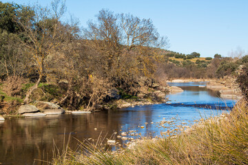 river in the forest