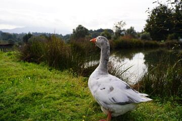 animals at the farm