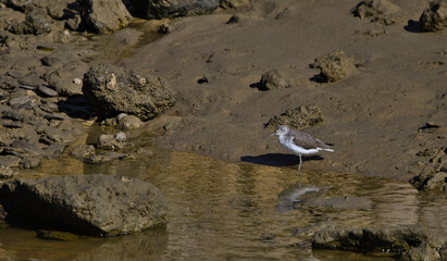 seagulls on the beach
