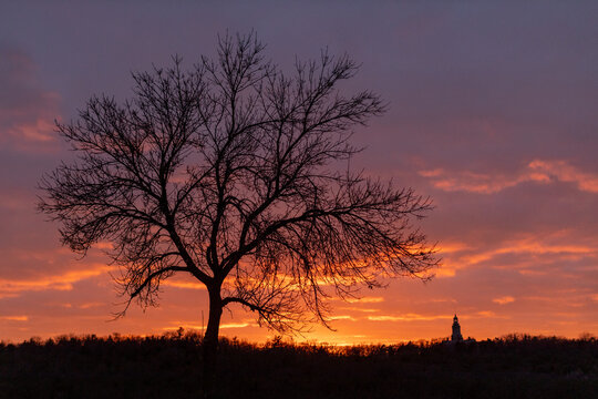 Tree silhouette at sunset with tower