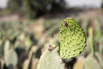 A grasshopper is is resting on a nopal tuna in a field during the harvest. Close up