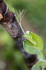 Macro sugar snap pea blossom