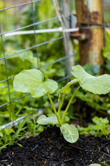 Squash plant growing in dirt by trellis