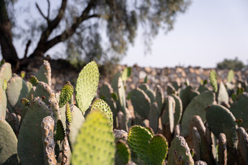 A selective focus photography of some nopal tunas ready to be harvested