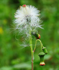 Dandelions, Taraxacum is a large genus of flowering plants in the family Asteraceae, which consists of species commonly known as dandelions. swan plants.