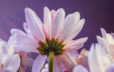 White chrysanthemums background, top view. Floral wallpapers.  flowers Daisy Bouquet  selective focus beautiful pink