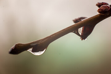 drop of water branch winter rain macro relaxation nature concept trees in the park.