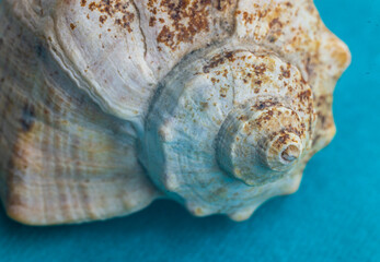 Sea Shell blue background..