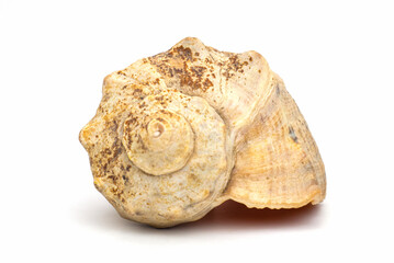 Sea Shell WHITE background.