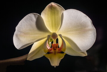 Fototapeta na wymiar Blooming white orchid isolated flower phalaenopsis, phalaenopsis or falah dark black background Close up macro backlight sun yellow