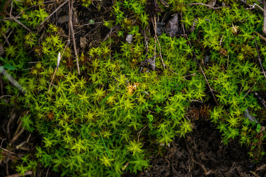 Moss Plantago subulata fresh grownL. Sedum acre,  tiny green leaves mnium macro.