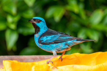 The blue dacnis or turquoise honeycreeper (Dacnis cayana) is a small passerine bird