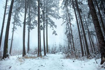 zimowy poranek w lesie we mgle © meegi