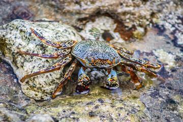 crab on the beach