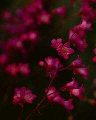 pink flowers in the garden