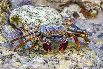 close up of crab