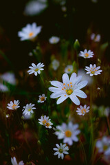 double exposure white flowers in the garden © Dominika